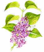 About Lilac Dene